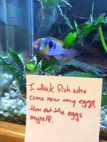Giving fish-shaming a try