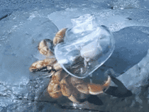 Glass shell blown for hermit crabs