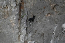 Goats are literally masters of physics The fourth dimension is not time it is goat