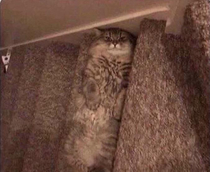 God damn cat blending in with the stairs