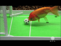 Goldfish soccer