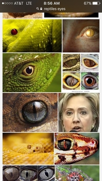Google searched reptiles eyes for an art project