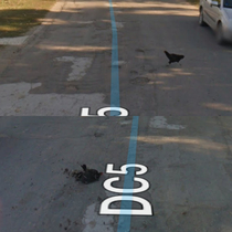 Google street view car ran over a chicken who was trying to cross the road