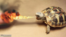 Googled fire turtle Im satisfied now