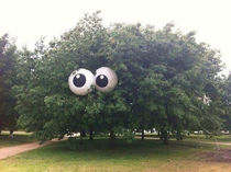 Googly eyed trees with giant beach balls