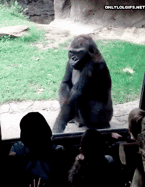 Gorilla has had enough of this kids shenanigans