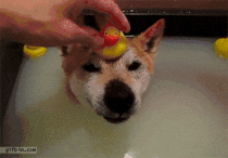 Got my duck Yayyyyyy