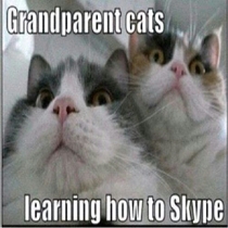 Grandparent cats