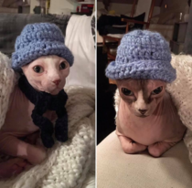 Granny was worried about my new cats and made sure they not got cold this Christmas