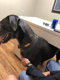 Great Dane trying to hide from the vet 