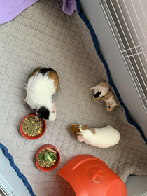 Gremlin Guinea Pigs - We rescued two females about a month ago Woke up this morning and my  year old cane running and said mom I didnt feed her after midnight or get water on her What happened