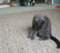 Grey Kitten flips-out