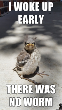 Grumpy bird