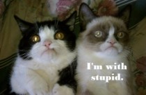 Grumpy Cat is with stupid