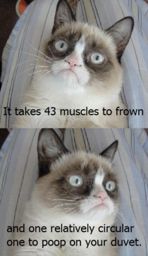 Grumpy Cat shows his muscle