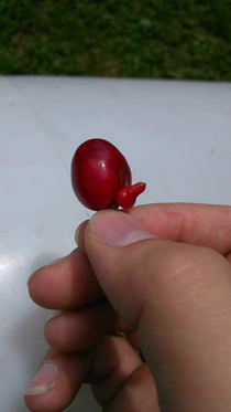 Guess this cherry was happy to see me
