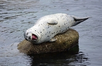 happy seal makes me happy