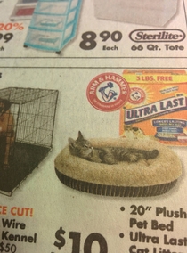 Has to be photoshopped- Cat appears to be using a cat bed
