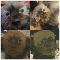 Have you guys used the anime Snapchat filter on your dog Idk if it is funny or disturbing