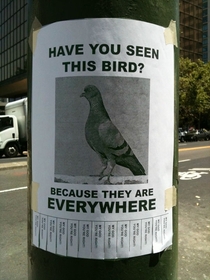 Have you seen this bird