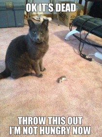 He caught a mouse