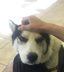 He knows hes at the vet