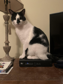 Help my cat thinks hes a brand ambassador for DIRECTV He sits on our box every day