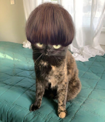 Heres a picture of my cat with a hair filter