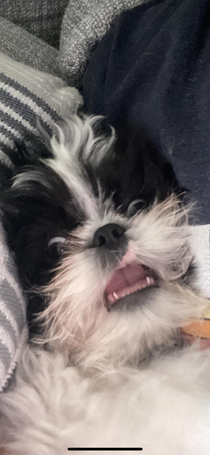 Heres our  month old Shih Tzu losing his damn mind during a zoomie phase