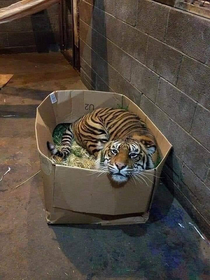 Hey I just found a box kitty -D