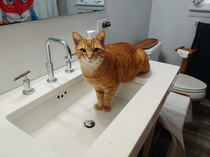 Hi my name is Benny and I like to sit in sinks But only half way And only the front half