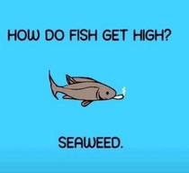 High as a fish
