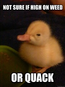 High Duckling