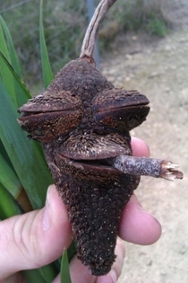 Highest acorn ive ever seen x-post rtrees