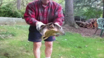 Holding a snapping turtle