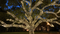 Holiday lights on a neighborhood oak tree 