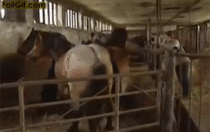 Horse somersaults into next stall