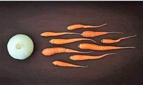 How a vegan is conceived
