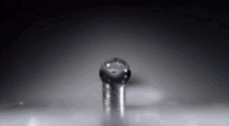 How ants drink from a water droplet