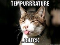 How cats check for temperature in the morning