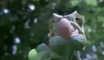 How chameleons catch their prey
