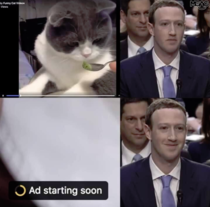 How does Zuckerberg feel about cute cat videos