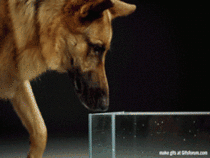 How dogs truly drink water in slow mo