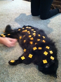 How many Cheez-its can you fit on your cat before it wakes up x-post rTrollingAnimals