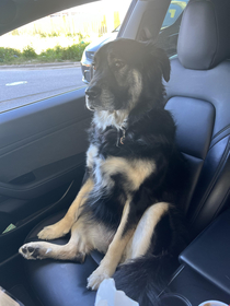 How my dog sits in the car