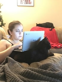 How to deal with a cat when trying to get homework done