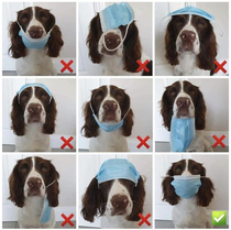 How to properly wear a mask - dog edition
