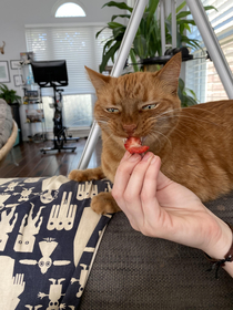 Hunter isnt sure if he likes Strawberries 