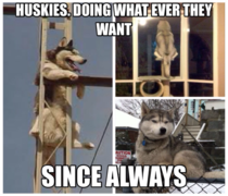 Huskies They do what they want