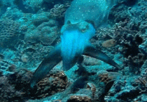 Hypnotic Cuttlefish
